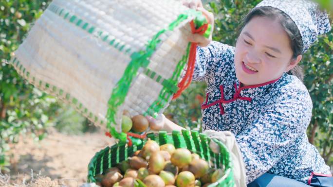 妇女在山上采山茶果