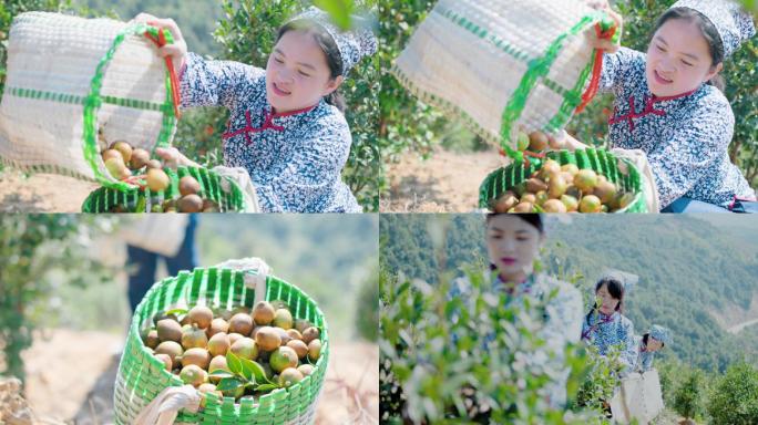 妇女在山上采山茶果