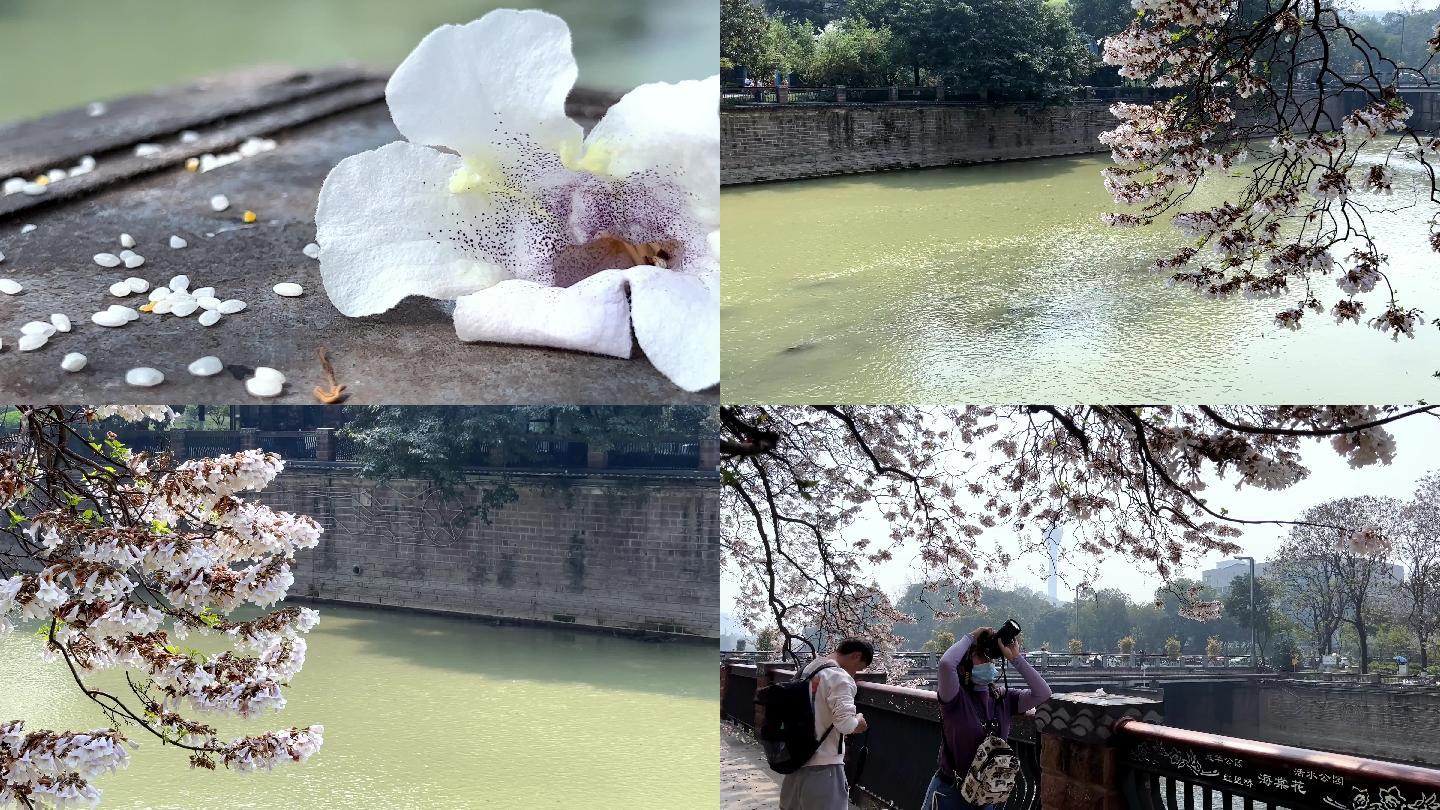 成都城市春暖花开红星桥泡桐树开花泡桐花