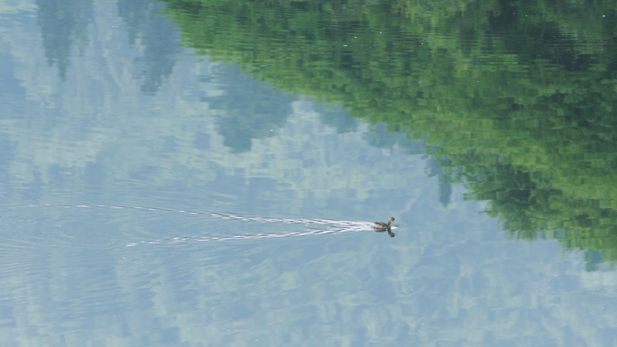 水源地水鸟野鸭游泳 4K素材