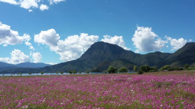 泸沽湖格桑花航拍