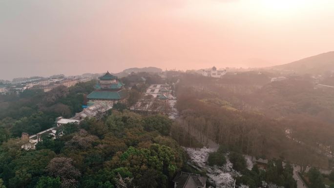 晨光中武汉大学樱花大道