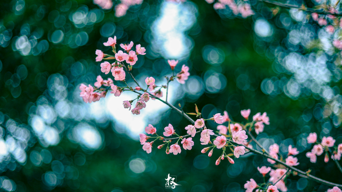 厦门天竺山樱花