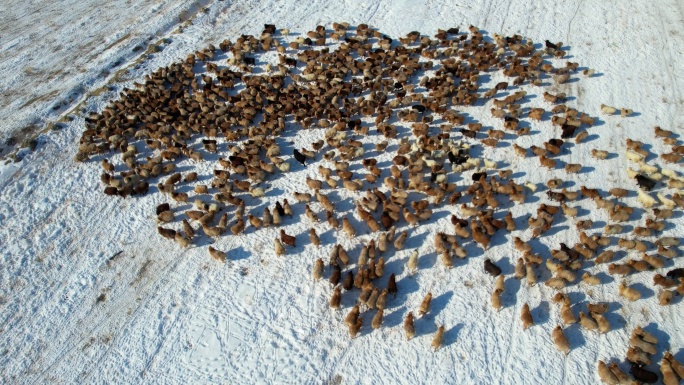 4K航拍雪地羊群放羊