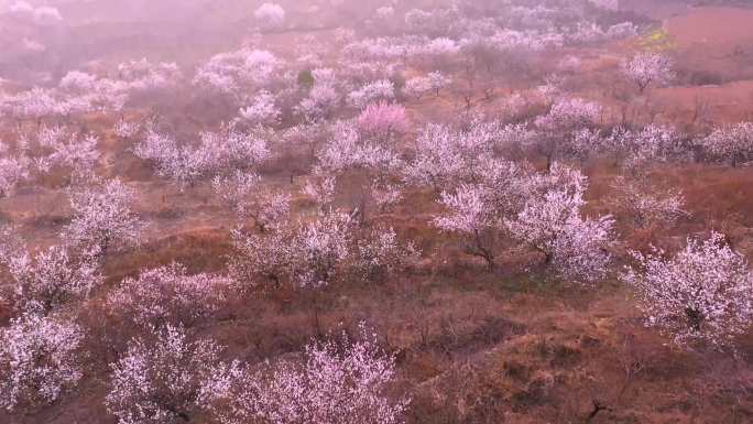 航拍枣庄新城南山杏花沟