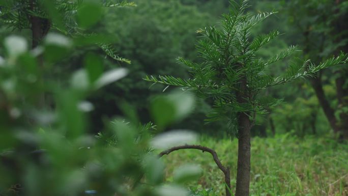 实拍红豆杉幼苗