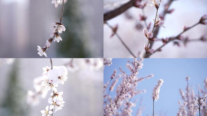 最新唯美虚化雪映桃花雪压桃花粉色花朵