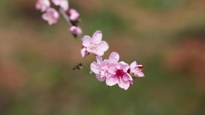 2022桃花唯美花朵特写