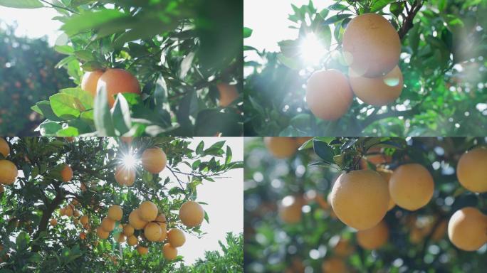橙子树上挂果
