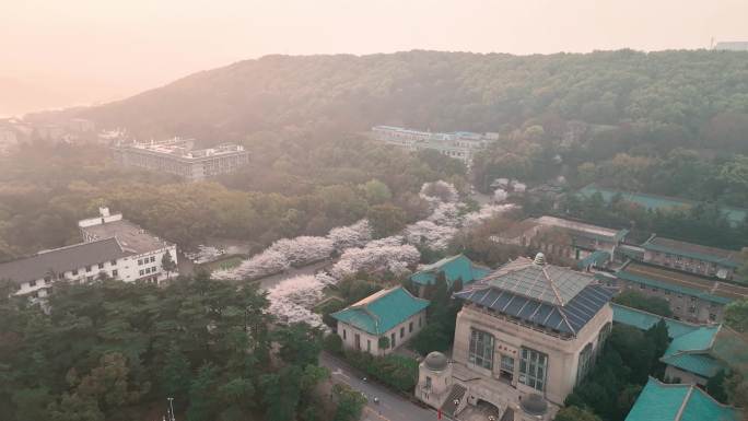 武汉大学行政楼下的樱花