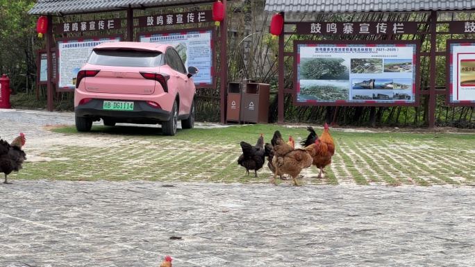 广西南宁上林鼓鸣寨广场上放养的土鸡