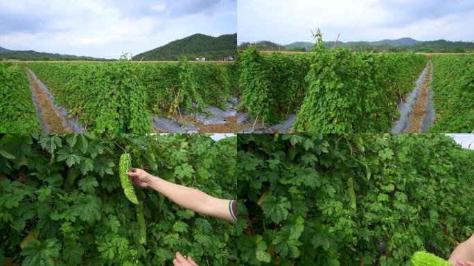 【有版权】实拍蔬菜苦瓜农作物种植基地