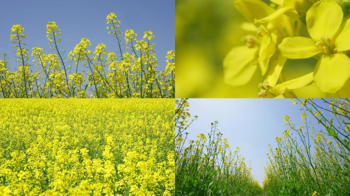 油菜花 春天 蝴蝶 菜花 油菜田 田野