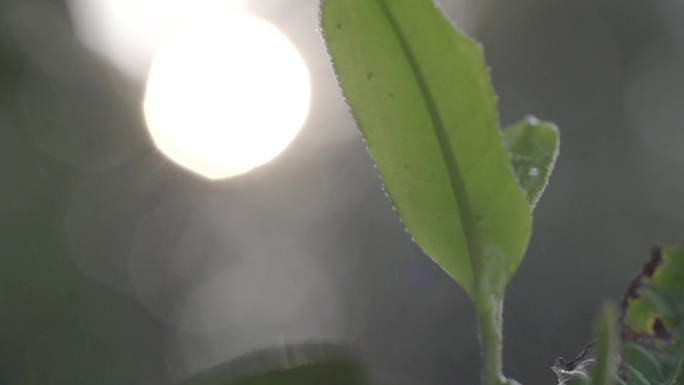 唯美阳光透过茶园茶叶茶山老班章茶王树嫩芽