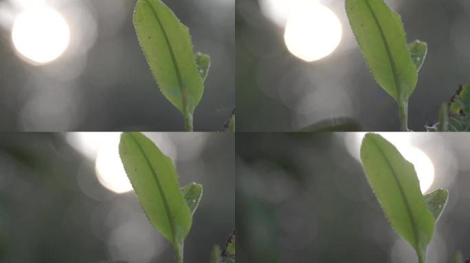 唯美阳光透过茶园茶叶茶山老班章茶王树嫩芽