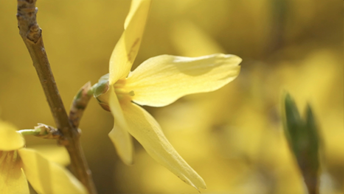 春暖花开迎春花