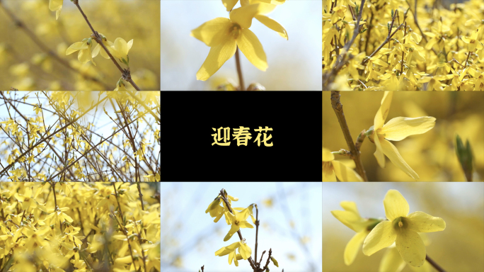 春暖花开迎春花