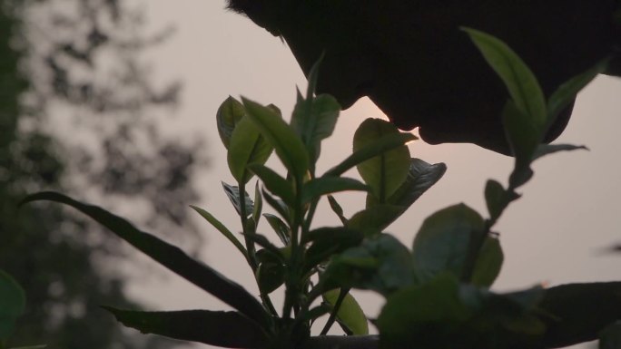 唯美阳光透过茶园茶叶茶山茶农闻茶香老树茶