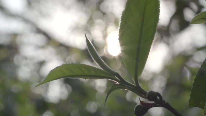 唯美阳光透过茶园茶叶茶山老班章茶树易武茶