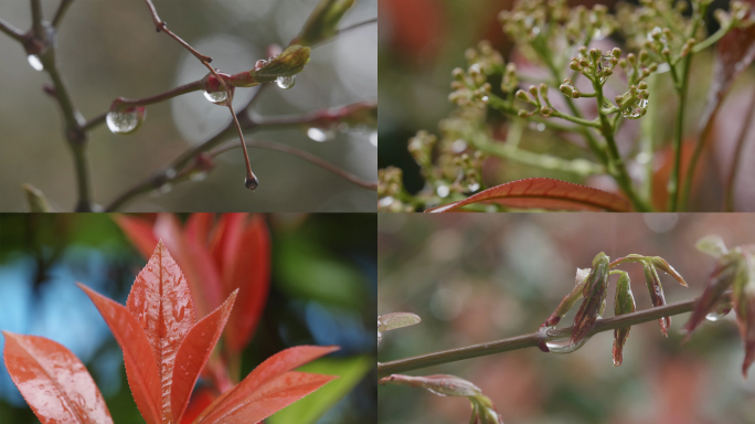 春雨时挂着雨珠的植物