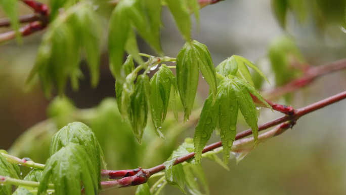 春雨时挂着雨珠的植物