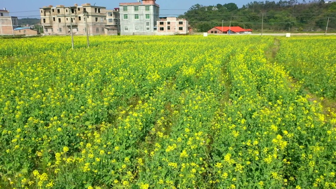 航拍乡村油菜花田