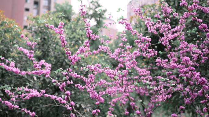 小区紫薇樱花开实拍