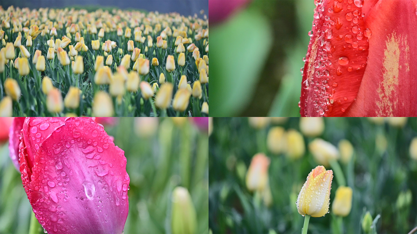 优雅艳丽郁金香花朵露珠水珠露水滴落