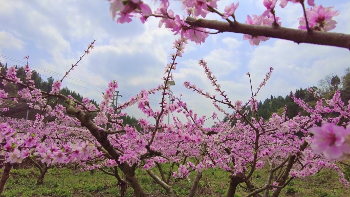 桃花园