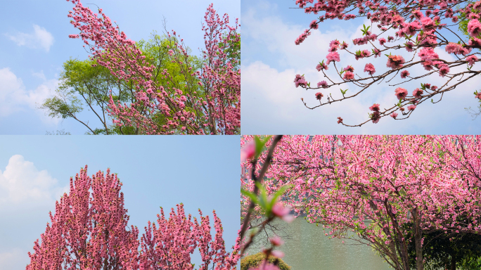 花花开海棠花花枝春天繁花似锦