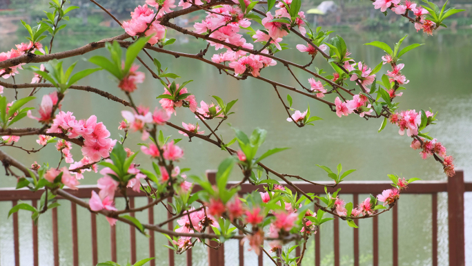 花花开海棠花花枝春天繁花似锦