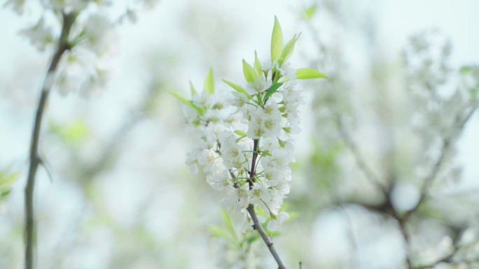 唯美李子花朵特写镜头