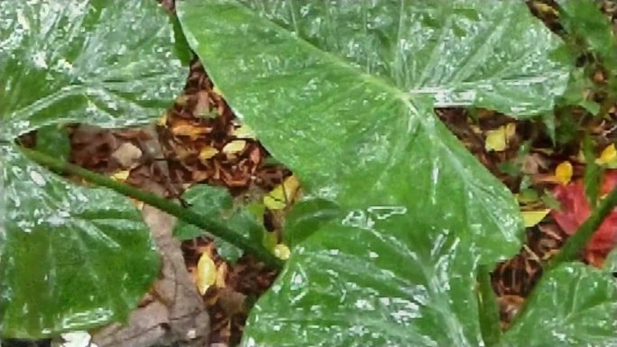 春雨绵绵谷雨雨水植物清明时节下雨天