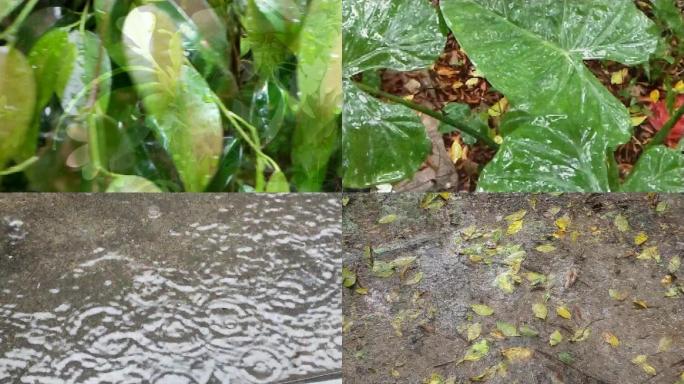 春雨绵绵谷雨雨水植物清明时节下雨天