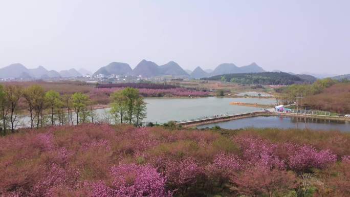 平坝樱花园贵安樱花园