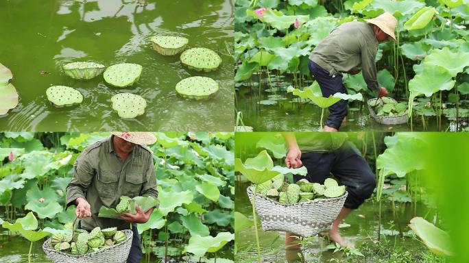 新鲜采摘莲蓬