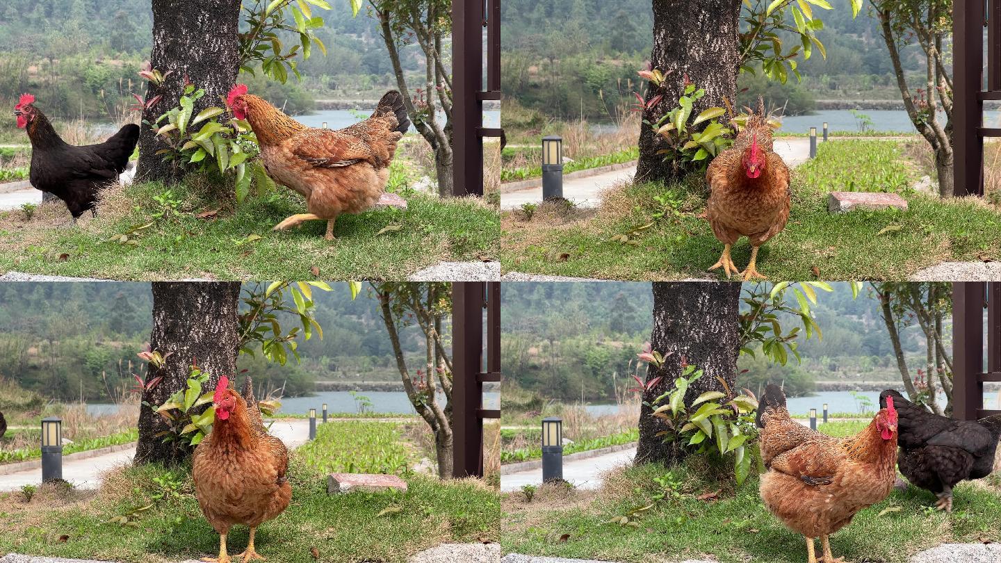 鼓鸣寨农村里放养的土鸡母鸡在觅食