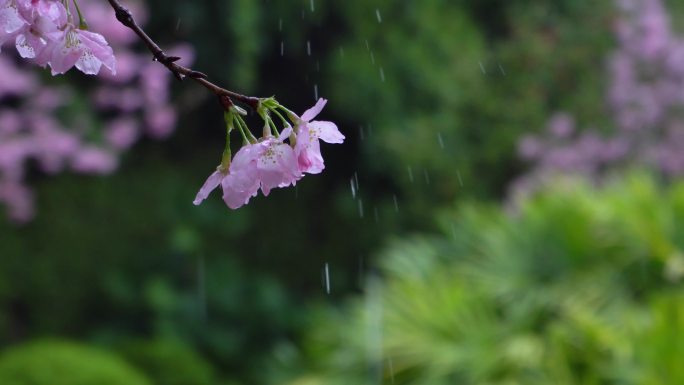 雨天盛开的樱花