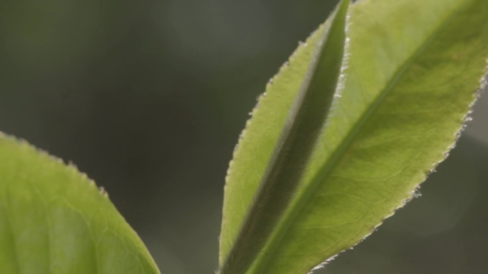 唯美阳光透过茶园茶叶茶山老班章茶王树嫩芽