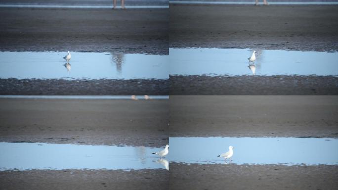 海鸟4 海鸟行走在沙滩上觅食
