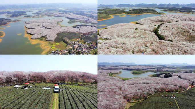 4K最新航拍贵州贵安万亩樱花园风景