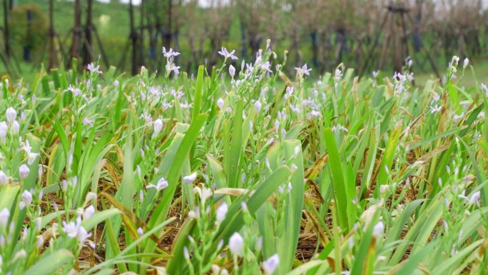 蝴蝶花、花苗、育苗基地