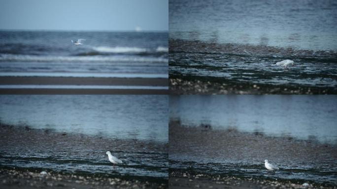 海鸟3 海鸟飞翔在海上