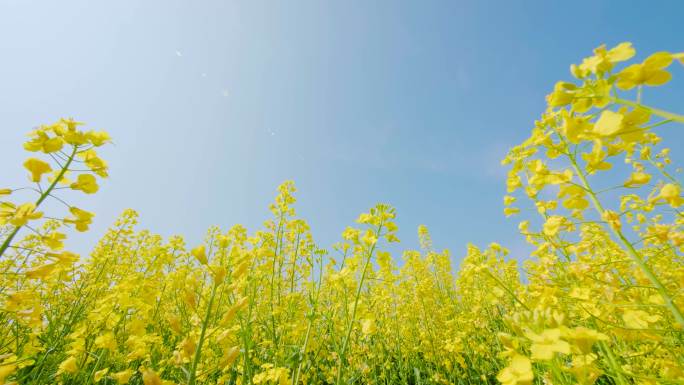 干净油菜花田