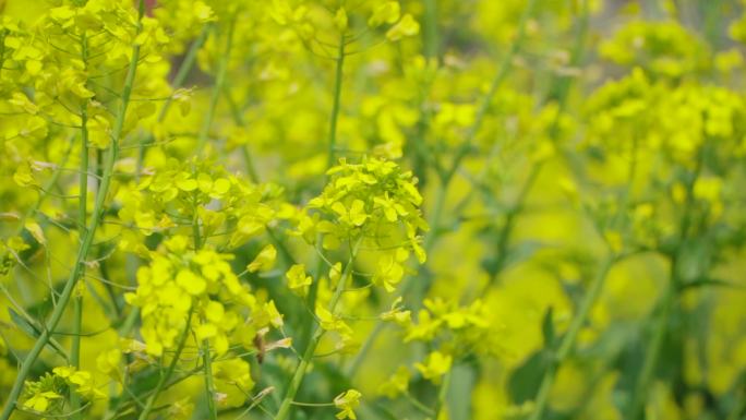 油菜花小蜜蜂