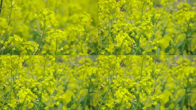 油菜花小蜜蜂