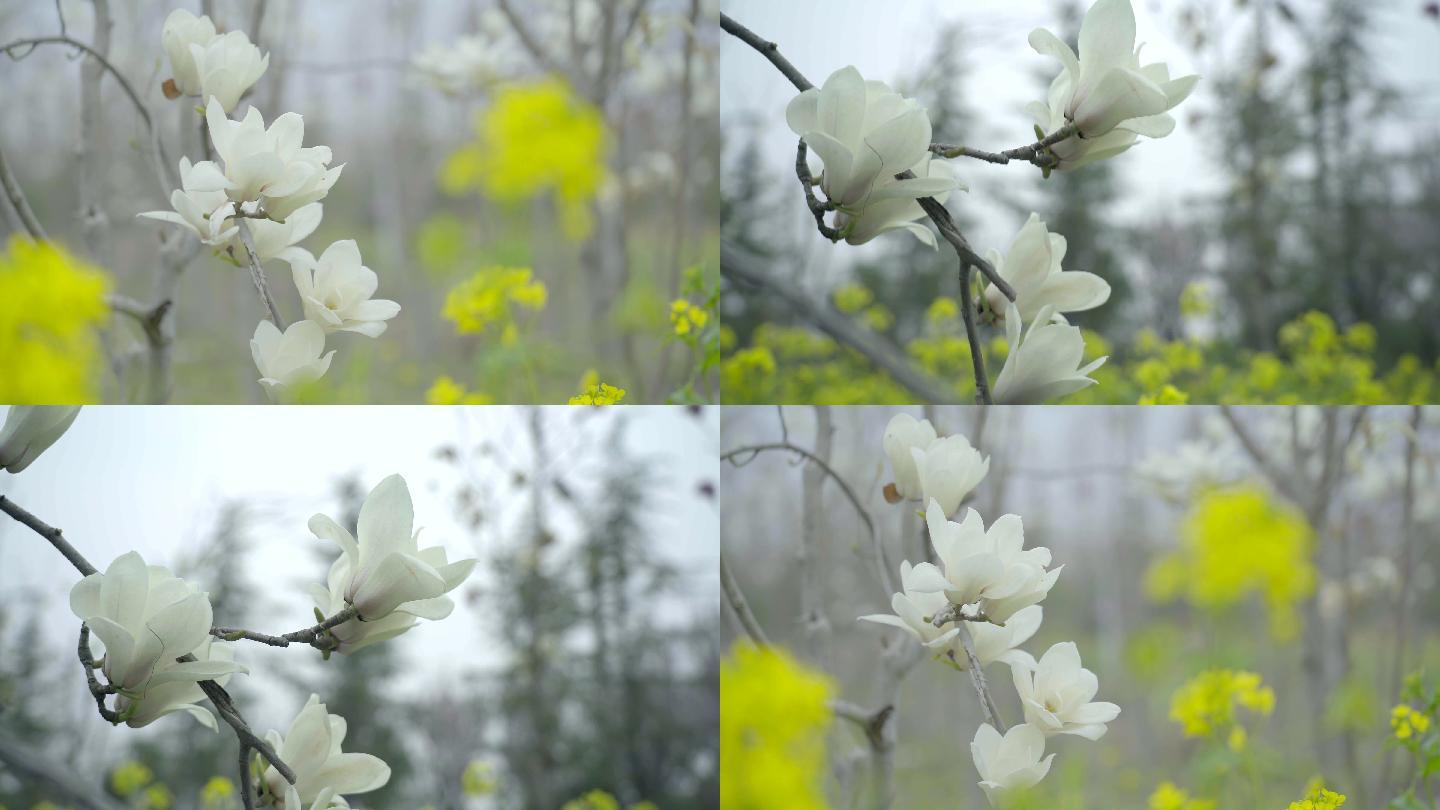 洁白的玉兰花