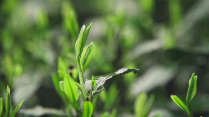 新茶嫩芽雨天采摘特写