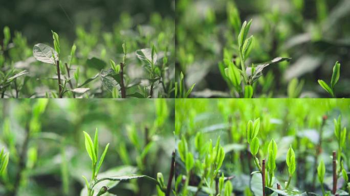 新茶嫩芽雨天采摘特写