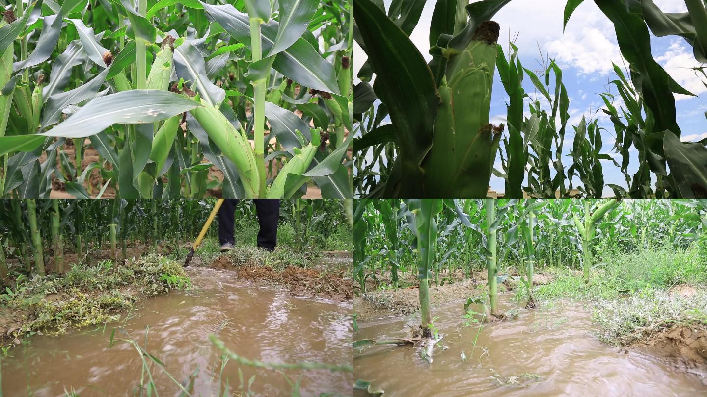浇地灌溉玉米
